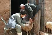 واکسیناسیون رایگان بیش از 70 هزار راس گوسفند و بز علیه بیماری طاعون نشخوارکنندگان کوچک در شهرستان نجف آباد 