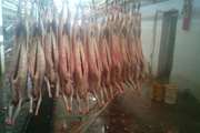 توقیف 15 لاشه گوسفندی از چرخه مصرف انسانی در کشتارگاه دام شهرستان نجف آباد به دلیل مصرف سم 