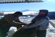 اجرای عملیات واکسیناسیون تب برفکی در شرایط سخت برفی و سرمای شدید در شهرستان چادگان