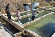 اجرای طرح ملی پایش و مراقبت از بیماری های ویروسی ماهیان سردآبی در شهرستان فریدونشهر