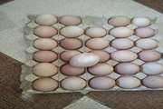 کشف و توقیف 8 کارتن تخم مرغ رنگ شده و بدون هویت به وزن 120 کیلو گرم در شهرستان شهرضا 