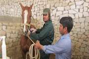اجرای عملیات خونگیری از 75 راس اسب شهرستان دهاقان به جهت آزمایش بیماری مشمشه