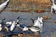 اجرای طرح پایش و مراقبت بیماری آنفلوانزای فوق حادپرندگان  در پرندگان آزاد پرواز اکو سیستم رودخانه زاینده رود