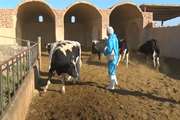واکسیناسیون کاملا رایگان یک هزار و 500 راس گاو و گوساله در شهرستان اردستان علیه بیماری تب برفکی