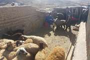 واکسیناسیون رایگان بیش از 30 هزار راس گوسفند و بز علیه بیماری طاعون نشخوار کنندگان کوچک در شهرستان بویین میاندشت