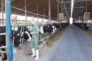 تست سل رایگان بیش از 10 هزار راس گاو شیری در شهرستان مبارکه