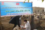 اجرای عملیات واکسیناسیون علیه بیماری های مشترک بین انسان و دام در شهرستان خوانسار
