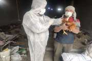 حذف یک گله شش هزار قطعه ای مرغ بومی فاقد مجوز بهداشتی در شهرستان تیران و کرون