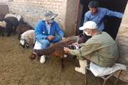 اجرای طرح واکسیناسیون رایگان دام و طیور در شهرستان بویین میاندشت