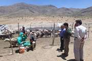بازدید های میدانی، بررسی و ارزیابی عملکرد اقدامات فنی دامپزشکی در شهرستان سمیرم