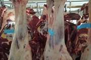 نظارت بهداشتی بر کشتار و توزیع بالغ بر 450 تن گوشت شتر در شهرستان نجف آباد 