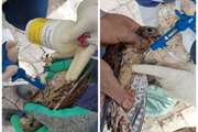 انجام واکسیناسیون دوره ای پرندگان باغ پرندگان اصفهان بر علیه ویروس آنفلوانزای فوق حاد طیور 