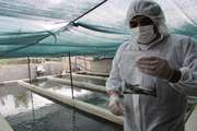 اجرای طرح ملی پایش و مراقبت از بیماری های ویروسی ماهیان سردآبی در شهرستان فلاورجان