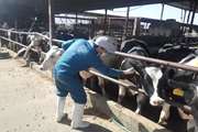 تست رایگان سل گاوی بیش از ۱۱ هزار گاو شیری در شهرستان مبارکه 