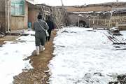  تداوم فعالیت های شبکه دامپزشکی در شرایط سرما و یخبندان در شهرستان بویین میاندشت 