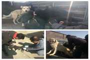 طرح تشدید زنده گیری سگ های بلاصاحب و واکسیناسیون هاری سگ ها در شهرستان خمینی شهر