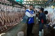 نظارت بهداشتی بر کشتار و توزیع بیش از 7 هزار تن گوشت دام سبک در شهرستان خمینی شهر