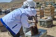 اجرای طرح پایش و مراقبت بیماریهای زنبورعسل در شهرستان تیران و کرون