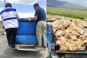 توقیف خودرو حامل 2 تن پای مرغ غیر بهداشتی در شهرستان بویین میاندشت
