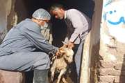 واکسیناسیون بیش از 60 هزار رأس دام سبک علیه بیماری های آبله و شاربن در شهرستان کاشان 
