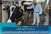 انجام نزدیک به  7 هزار عملیات پایش بیماری  سل گاوی درشهرستان تیران و کرون