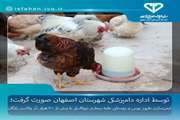 ایمن‌سازی طیور بومی و روستایی علیه بیماری نیوکاسل با بیش از ۲۰۰ هزار دُز واکسن رایگان