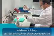 پایش بیماری بروسلوز در ۶ هزار رأس دام سنگین شهرستان تیران و کرون  