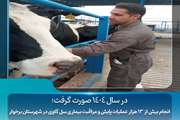 انجام بیش از ۱۳ هزار عملیات پایش و مراقبت بیماری سل گاوی در شهرستان برخوار 