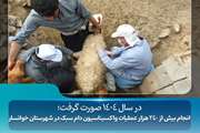 انجام بیش از ۲۴۰ هزار عملیات واکسیناسیون دام سبک در شهرستان خوانسار