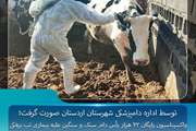 واکسیناسیون رایگان ۴۲ هزار رأس دام سبک و سنگین علیه بیماری تب برفکی در شهرستان اردستان