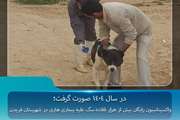 واکسیناسیون رایگان بیش از هزار قلاده سگ علیه بیماری هاری در شهرستان فریدن 