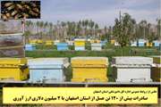 صادرات بیش از 120 تن عسل  از اصفهان با 2 میلیون دلار ارز آوری