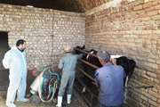 واکسیناسیون 3 هزار راس گاو و گوساله در شهرستان آران و بیدگل بر علیه بیماری تب برفکی