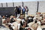 برگزاری کارگاه آموزشی آشنایی با علل سقط جنین و سندرم اسهال بره ها در گله های گوسفند