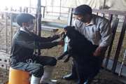 اجرای برنامه واکسیناسیون هدفمند پیشگیری از بیماری تب مالت در جمعیت دامی شهرستان تیران و کرون