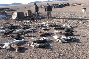 شيوع بيماري تب برفكي وتلفات دسته جمعي دامي-فروردين ماه 89 (استان اصفهان )