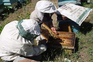 جلوه های تلاش در دامپزشکی