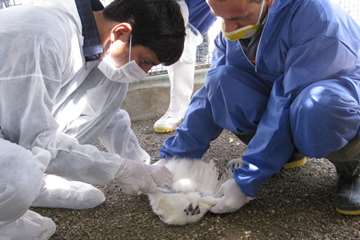 آنفلوانزای فوق حاد پرندگان استان اصفهان 