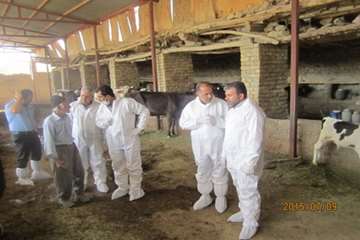 بازدید دکتر موحدی، مدیر کل دامپزشکی استان اصفهان از اجرای عملیات واکسیناسیون دامهای سنگین شهرستان گل