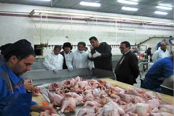 مرغ (سایز، قطعه بندی، هورمون و ...)