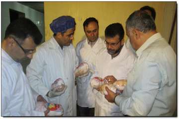  بازدید سرزده از کشتارگاه طیور و کارخانه پرشویی 