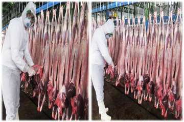 اجراي برنامه حفاظت فردي در كشتارگاه-اداره كل دامپزشكي استان اصفهان