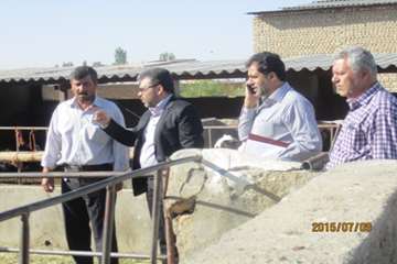 بازدید دکتر موحدی، مدیر کل دامپزشکی استان اصفهان از اجرای عملیات واکسیناسیون دامهای سنگین شهرستان گل