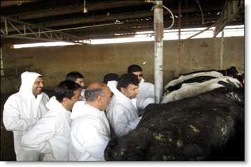 انجام تست سل به روش چین دمی -