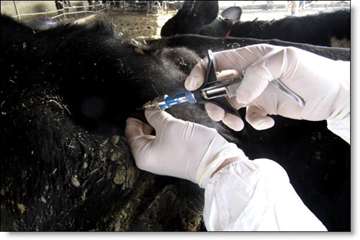 انجام تست سل به روش چین دمی -