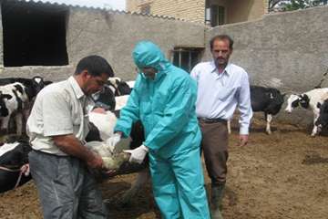 نمونه برداري از ضايعات سم دربيماري تب برفكي(شهرستان زرين شهر)-اصفهان