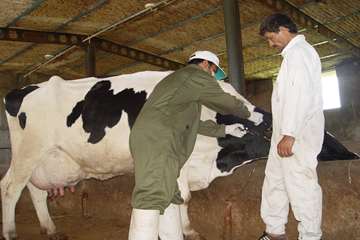 جلوه های تلاش در دامپزشکی