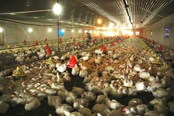 پرورش مرغ بدون آنتي بيوتيك(ويژه)-اصفهان