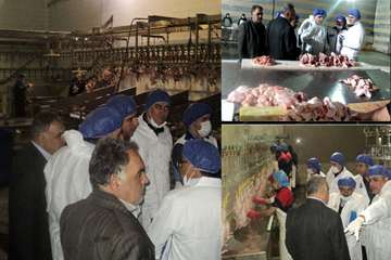 مرغ (سایز، قطعه بندی، هورمون و ...)