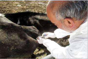 انجام تست سل به روش چین دمی -